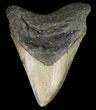 Bargain, Megalodon Tooth - North Carolina #48899-1